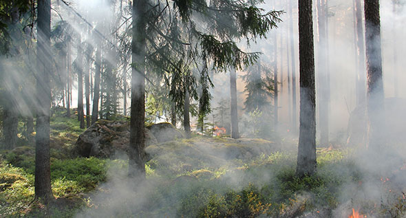 منع حرائق الغابات