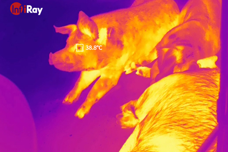 تفشي حمى الخنازير الأفريقي ؟ الكاميرات الحرارية InfiRay تساعد على خلق الزراعة الذكية